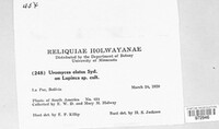 Maravalia elata image
